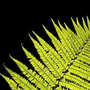 Male Fern (Dryopteris filix-mas) close-up of backlit frond, Brede High Woods, West Sussex, England, september