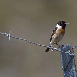 Male Stonechat on wire fence