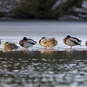 Mallard Duck (Anas platyrhynchos) adult males and females, flock roosting on ice of frozen lake, Duns Castle, Duns