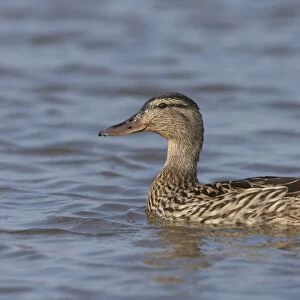Mallard Duck (Anas platyrhynchos) adult female, swimming, Suffolk, England, February
