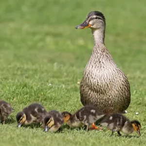 Mallard Duck (Anas platyrhynchos) adult female with day-old ducklings, feeding on grass, West Sussex, England, april Mallard Duck (Anas platyrhynchos) adult female with day-old ducklings, feeding on grass, West Sussex, England, april