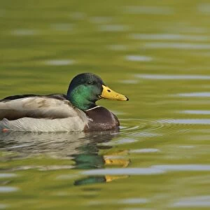Mallard Duck (Anas platyrhynchos) adult male, swimming, Hertfordshire, England