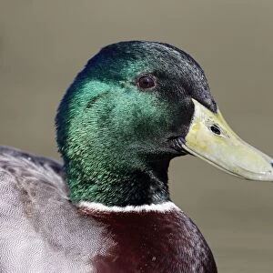 Mallard Duck (Anas platyrhynchos) adult male, close-up of head, Warwickshire, England, March