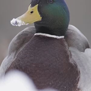 Mallard Duck (Anas platyrhynchos) adult male, with snow on beak, sitting in heavy snow, West Yorkshire, England