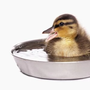 Mallard Duck (Anas platyrhynchos) duckling, calling, sitting in bowl of water