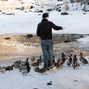 Mallard Duck (Anas platyrhynchos) flock, being fed by man on ice of frozen lake in severe cold weather, England, december