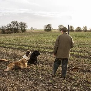 Man with 12 bore shotgun and working gun dogs, at pheasant shoot North Norfolk, England, winter