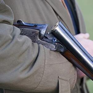 Man holding loaded 12 bore shotgun, broken and held in crook of arm, on gamebird shoot in upland, Yorkshire Dales