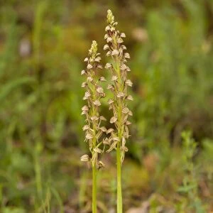 Man Orchid (Orchis anthropophora) two flowerspikes, Southern Italy, april