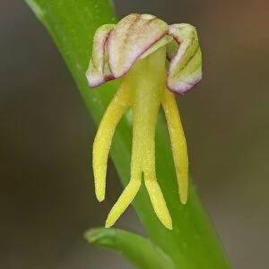 Man Orchid Orchis anthropophora yellow form, close-up of flower, Corsica, France, April