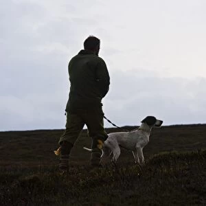 Man standing with English Pointer, counting grouse on grouse moor, West Yorkshire, England, november