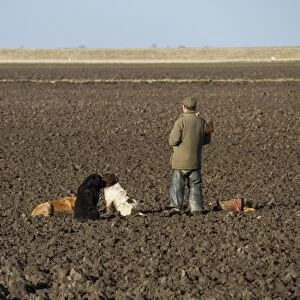 Man with12 bore shotgun and working gun dogs, at pheasant shoot The Wash North Norfolk, England, winter