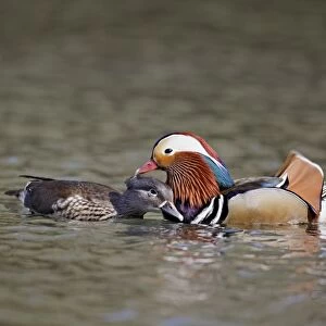 Mandarin Duck (Aix galericulata) introduced species, adult pair, in pre-mating courtship on water, Midlands, England, april