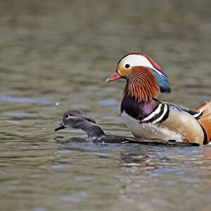Mandarin Duck (Aix galericulata) introduced species, adult pair, mating on water, Midlands, England, april