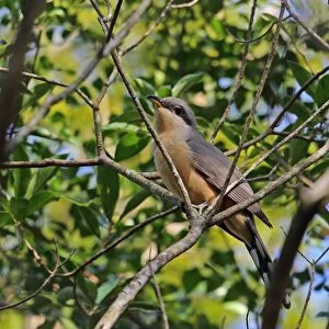Mangrove Cuckoo (Coccyzus minor) adult, perched on branch, Botanical Gardens, Santo Domingo, Dominican Republic