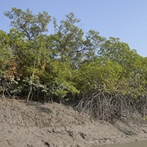 Mangrove forest habitat, Sundarbans, Ganges Delta, West Bengal, India, March