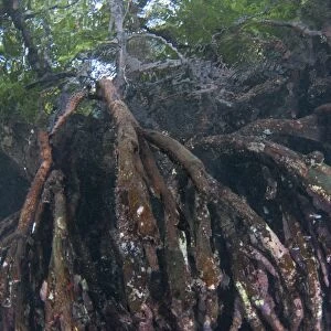 Mangrove (Rhizophora sp. ) submerged roots, West Waigeo, Raja Ampat Islands (Four Kings), West Papua, New Guinea