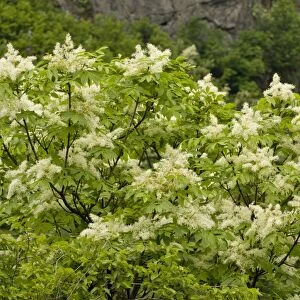 Manna Ash (Fraxinus ornus) flowering, Bulgaria, may