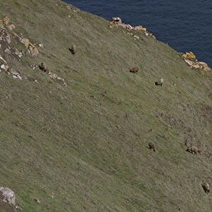 Manx Loaghtan breed of sheep reintroduced to Jersey#s northern coast