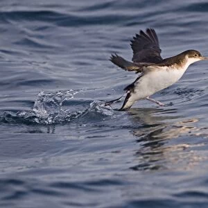 Manx Shearwater (Puffinus puffinus) adult, taking off from sea, St. Bride's Bay, off Skomer Island, Pembrokeshire, Wales, july