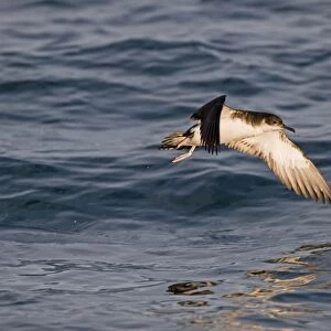 Manx Shearwater (Puffinus puffinus) adult, in flight over sea, St. Bride's Bay, off Skomer Island, Pembrokeshire, Wales, july