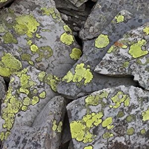 Map Lichen (Rhizocarpon geographicum) growing on hard acid rock of slate slabs, Cwm Orthin, Blaenau Ffestiniog