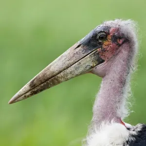 Marabou Stork Print: Close-up Head Shot Marabou Stork Print: Close-up Head Shot