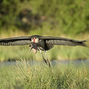 Marabou Stork (Leptoptilos crumeniferus) adult, in flight, landing in wetland, Okavango Delta, Botswana