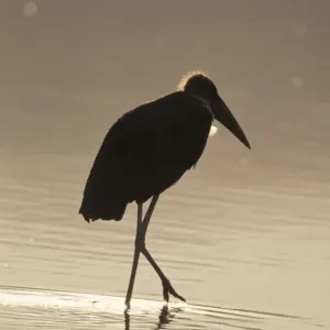 Marabou Stork Print - Evening Lake Nukuru, Kenya Marabou Stork Print - Evening Lake Nukuru, Kenya
