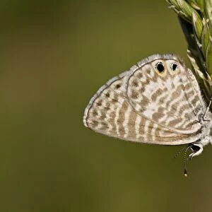 Marine Blue or Striped Blue (Leptotes marina) is a butterfly of the Lycaenidae family