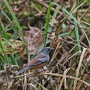 Maroon-backed Accentor (Prunella immaculata) adult, perched in undergrowth, Eaglenest Wildlife Sanctuary
