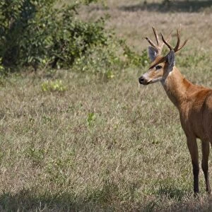 Marsh Deer (Blastocerus dichotomus) adult male, standing in savannah, Pantanal, Mato Grosso, Brazil