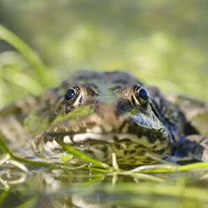Marsh Frog (Pelophylax ridibundus) adult, on aquatic vegetation at surface of water, W. W. T
