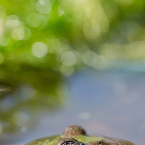 Marsh Frog (Pelophylax ridibundus) adult, close-up of head, at surface of water, W. W. T