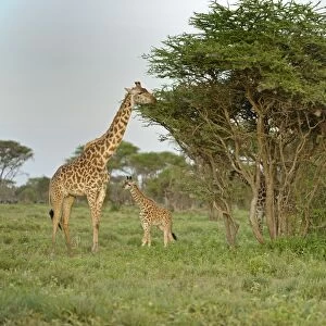 Masai Giraffe (Giraffa camelopardalis tippelskirchi) adults and young, feeding on acacia tree leaves, Serengeti N. P. Tanzania