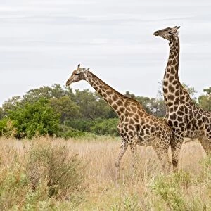 Masai Giraffe (Giraffa camelopardalis tippelskirchi) adult pair, prior to mating, Okavango Delta, Botswana