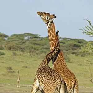Masai Giraffe (Giraffa camelopardalis tippelskirchi) two adult males, fighting, necking or neck-sparring