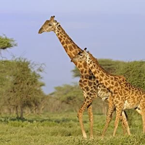 Masai Giraffe (Giraffa camelopardalis tippelskirchi) adult male and female, walking in savanna habitat, Serengeti N. P