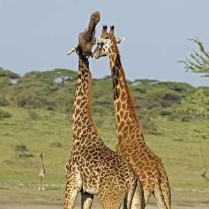 Masai Giraffe (Giraffa camelopardalis tippelskirchi) two adult males, fighting, necking or neck-sparring