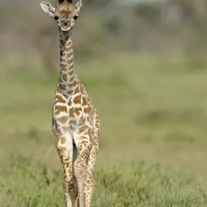 Serengeti Masai Giraffe Print Serengeti Masai Giraffe Print