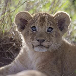 Masai Lion (Panthera leo nubica) cub, close-up of head, Serengeti N. P. Tanzania, December