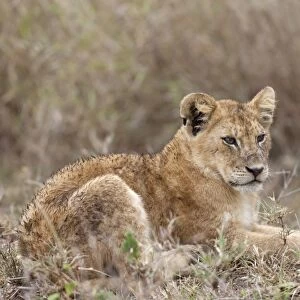 Masai Lion (Panthera leo nubica) cub, with wet fur, resting in savannah, Serengeti N. P. Tanzania, December