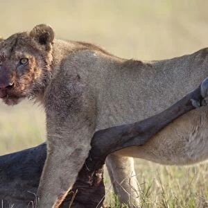 Masai Lion (Panthera leo nubica) immature female, with bloody face, feeding on White-bearded Wildebeest