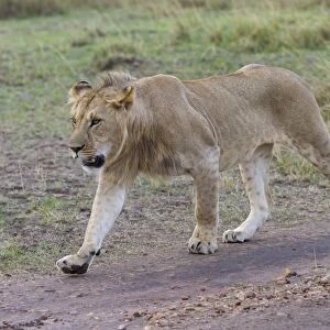 Masai Lion (Panthera leo nubica) subadult male, walking on track in savannah, Masai Mara National Reserve, Kenya