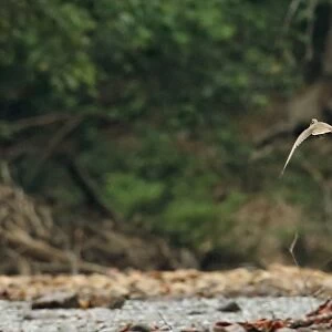 Masked Finfoot (Heliopais personatus) adult male, in flight over river, Tahan River, Taman Negara N. P