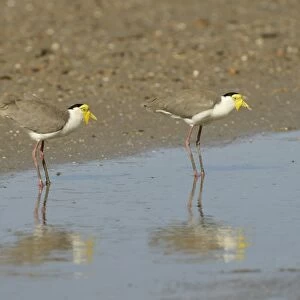 Masked Lapwing (Vanellus miles) two adults, standing in shallow water, Queensland, Australia, November