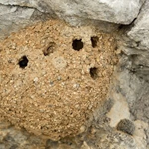 Mason Bee (Chalicodoma parietina) mud nests, attached to wall, Greece, April