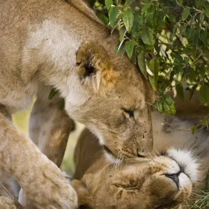 Massai Lion (Panthera leo nubica) adult female, touching head of another with paw, Masai Mara, Kenya Massai Lion (Panthera leo nubica) adult female, touching head of another with paw, Masai Mara, Kenya