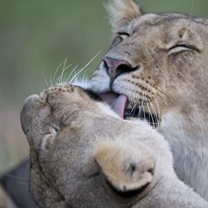 Massai Lion (Panthera leo nubica) two adult females, mutual grooming, close-up of heads, Masai Mara, Kenya