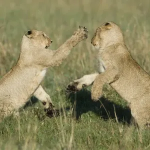 Massai Lion (Panthera leo nubica) two cubs, playfighting, Masai Mara, Kenya Massai Lion (Panthera leo nubica) two cubs, playfighting, Masai Mara, Kenya